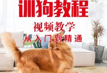 训狗视频自学教程训犬泰迪金毛拉布拉多狗狗专业训练咬手扑人纠正教程